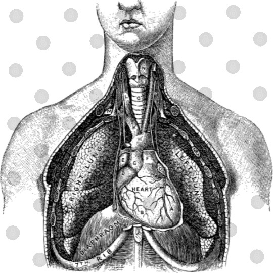 Torso medical illustration Digital Files