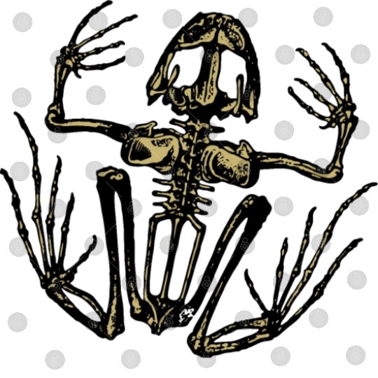 Frog skeleton Digital Files