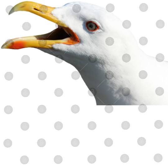 seagull gull moewe1 Digital Files