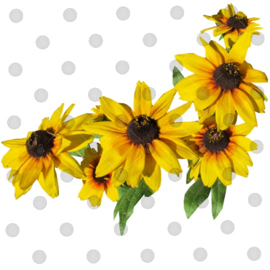 flowers lilies tulips orchids sunflower dahlia ger Digital Files