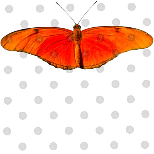 butterfly schmetterlinge insect insekten animal ti Digital Files