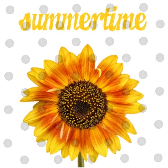 summertime - big sunflower blossom Digital Files