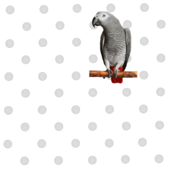 i love my grey parrot, african grey parrot Digital Files