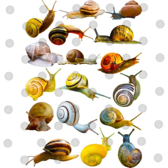 Snail Collection Researcher Biology Digital Files