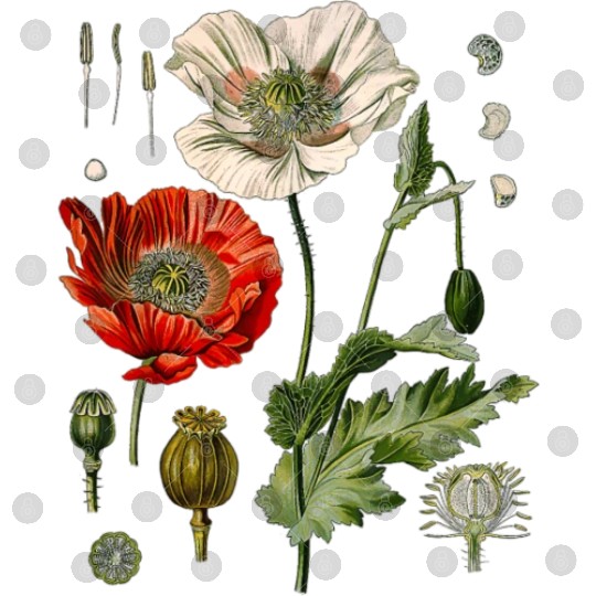 Red Poppy flower Botanical Poppies Red Poppy Digital Files