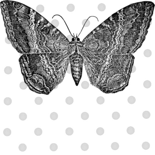 clothes printed with butterfly Digital Files