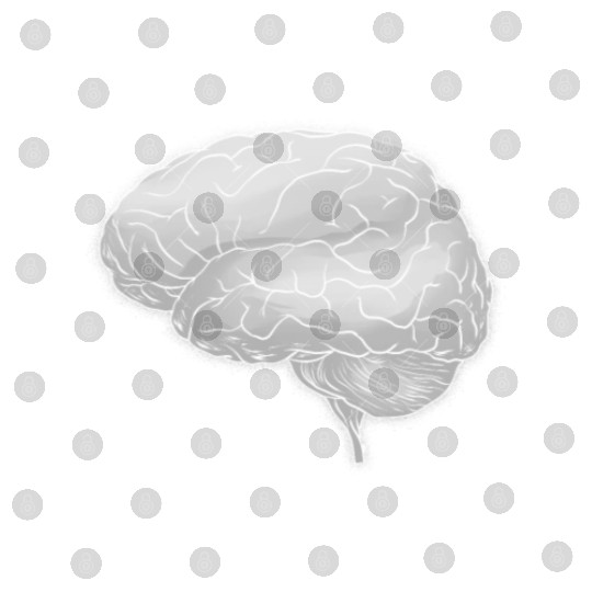 Human Anatomy Brain Digital Files