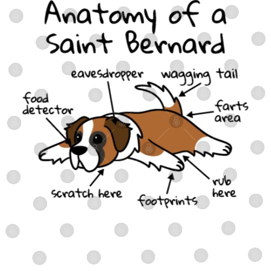 Anatomy Of A Saint Bernard Digital Files