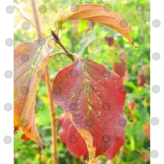 Autumn is coming flowers green orange yellow Great Digital Files