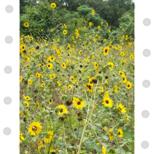My Photography - Swamp Sunflowers in Texas Digital Files