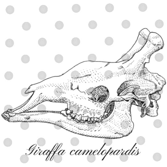 Giraffe Skull Digital Files