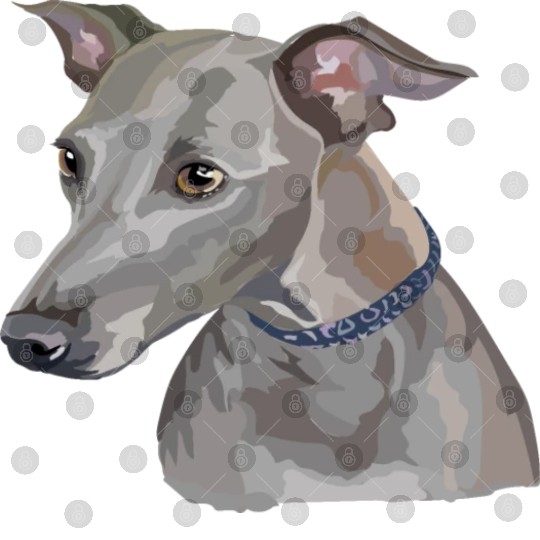 Cute Italian Greyhound Dog Watercolor Painting Digital Files