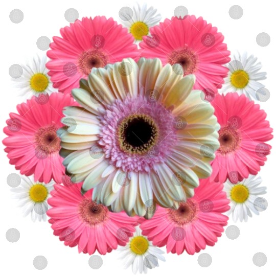 gerbera blossom flower daisies flowery blooms Digital Files
