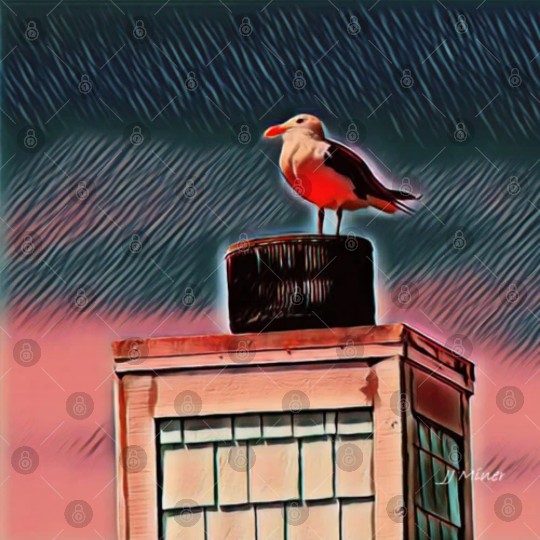 Seagull Digital Files