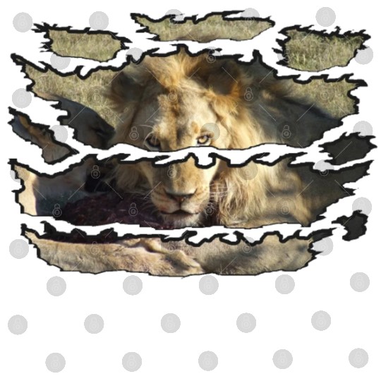 Ripped Wildlife Lion Stare Digital Files