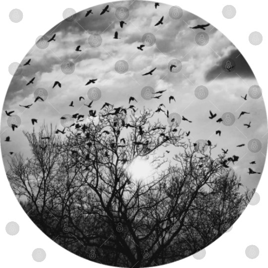 Bird's dance in the sunlight Digital Files