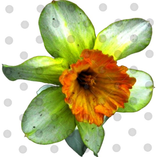 Blooming spring daffodil Digital Files