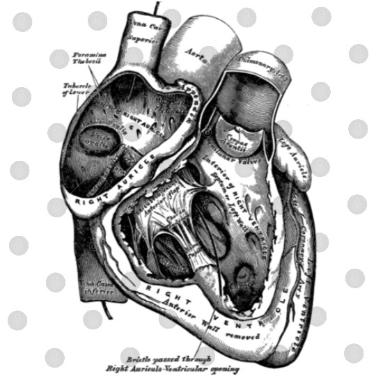 Anatomical Heart Medical Anatomy Illustration Digital Files