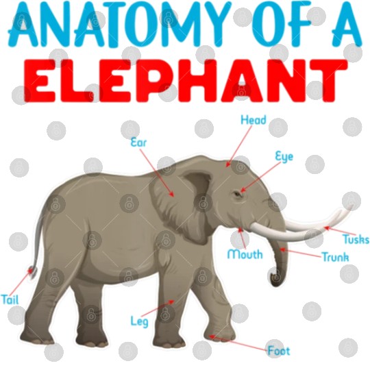 Anatomy Of A Elephant Educational Elephant Love Digital Files