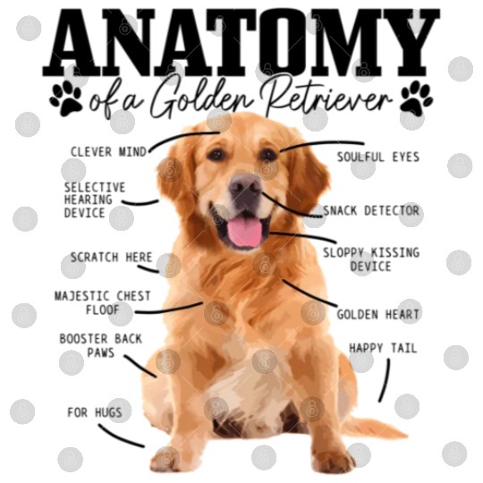 Anatomy Of A Golden Retriever Dog Mom Dad Digital Files