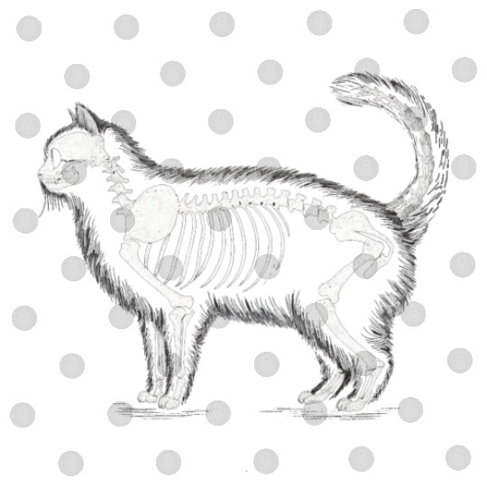 Anatomy of a Cat: Skeleton in Monochrome Digital Files