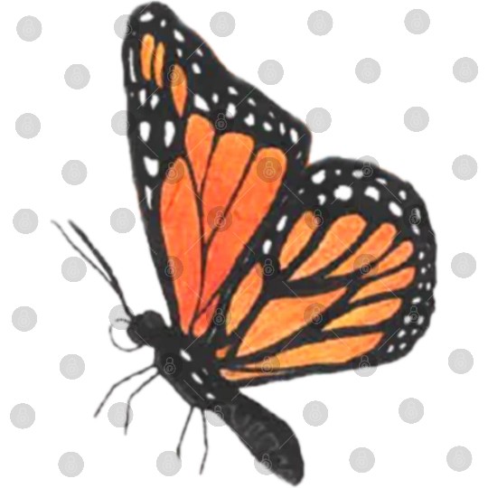 Monarch butterfly 1 Digital Files