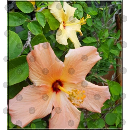 Hibiscus 5 Digital Files