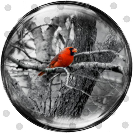 Life in a Bubble Collection -Contrasting Cardinal Digital Files