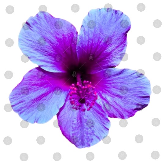 Hibiscus Mystery Digital Files