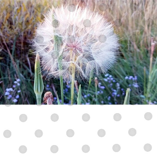 Beautiful Look at a Western Salsify #101 Digital Files