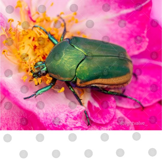 Green Figeater Beetle On Pink Flower Digital Files