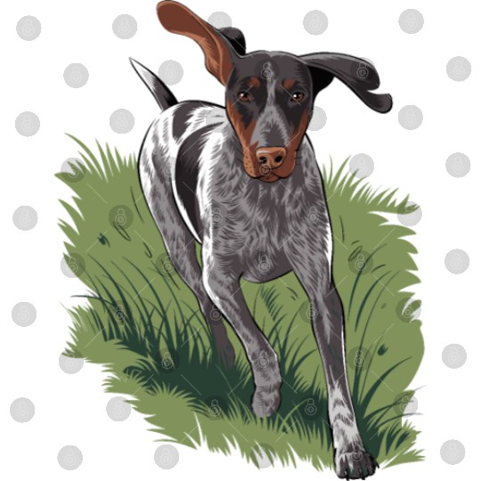 German Shorthaired Pointer Running In Field Digital Files