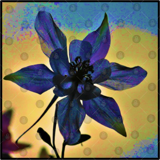 Columbine Color Digital Files