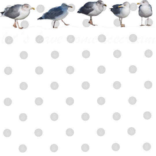 seagull icecream sea beach Digital Files