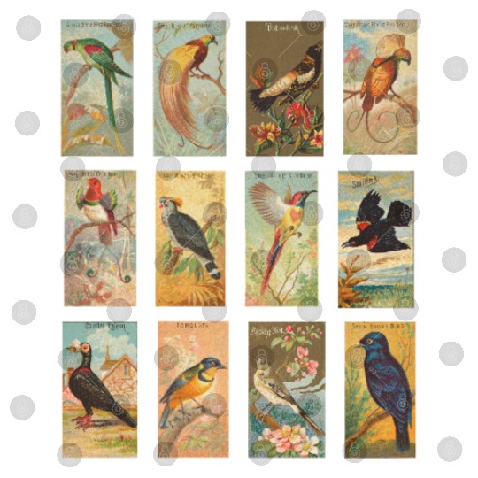 Vintage Exotic Bird Illustration Collection Digital Files