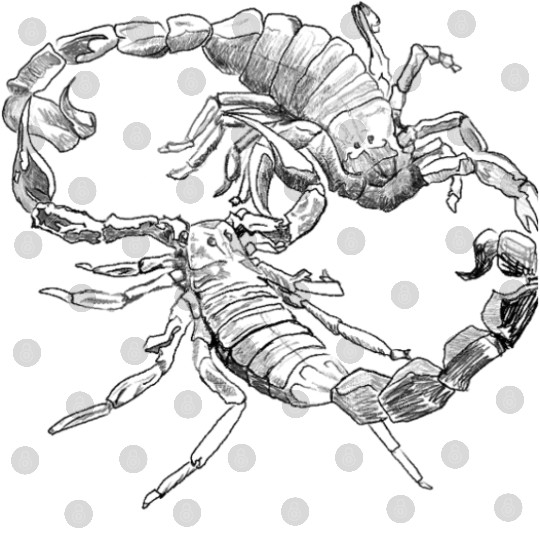 "Scorpion's Dance" Jamie's Hand-DrawnCollection Digital Files