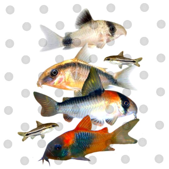 Corydoras Catfish Aquarium Fish Tank Lovers Art Digital Files