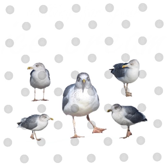 ice cream seagull sea sailing coast ocean Digital Files