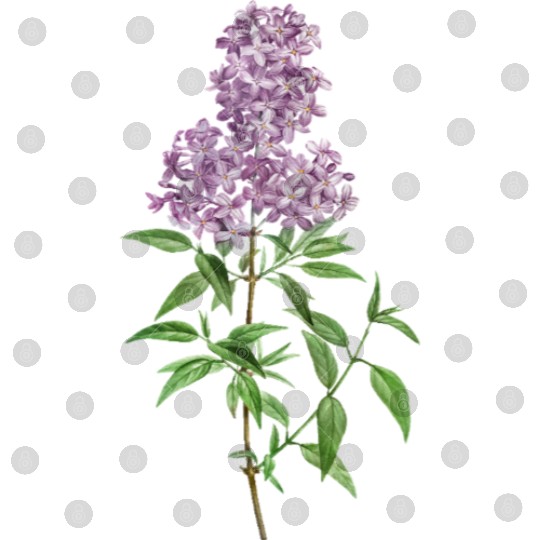 Lavender Bloom Botanical Illustration Digital Files