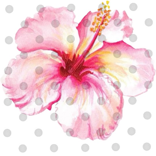 Soft Pink Hibiscus Flower Illustration Digital Files