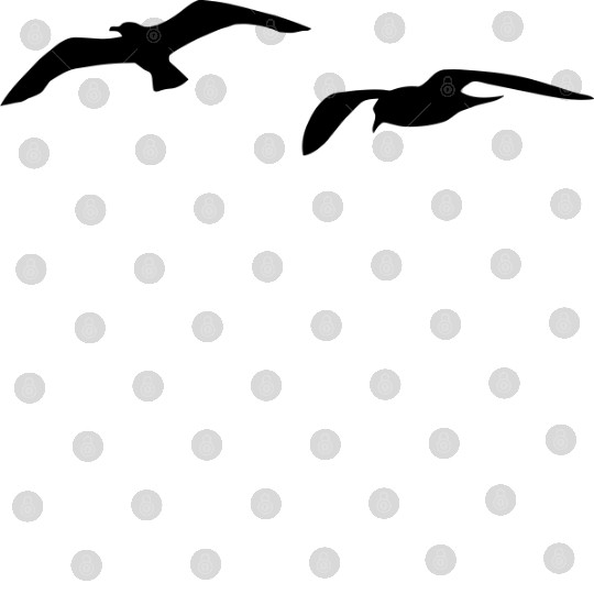 sea gull seagull harbour bird beach sailing ocean Digital Files