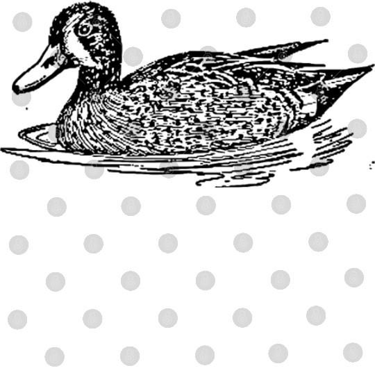 Blue winged teal Digital Files