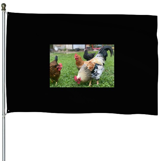 Farmyard Rooster and Chickens Illustration House Flags