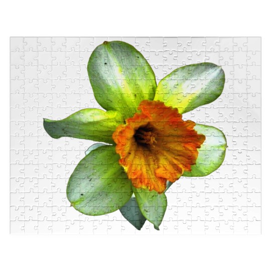 Blooming spring daffodil Jigsaw Puzzles