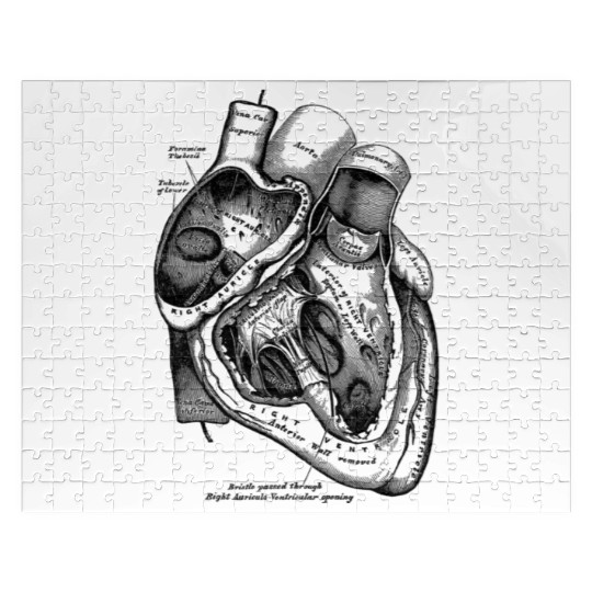 Anatomical Heart Medical Anatomy Illustration Jigsaw Puzzles
