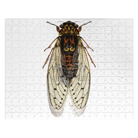 cicada Jigsaw Puzzles