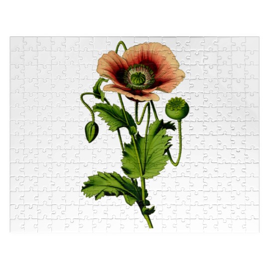 Opium poppy 4 Jigsaw Puzzles