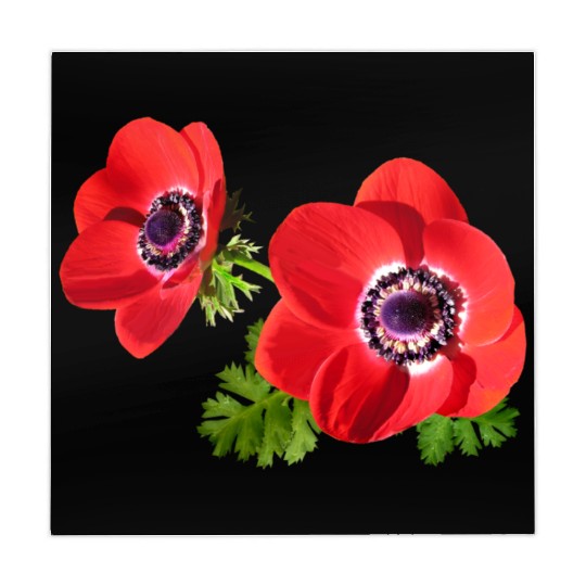 flowers lilies tulips orchids sunflower dahlia ger Mahjong Mats