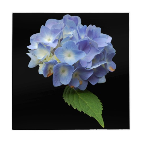 flowers lilies tulips orchids sunflower dahlia ger Mahjong Mats