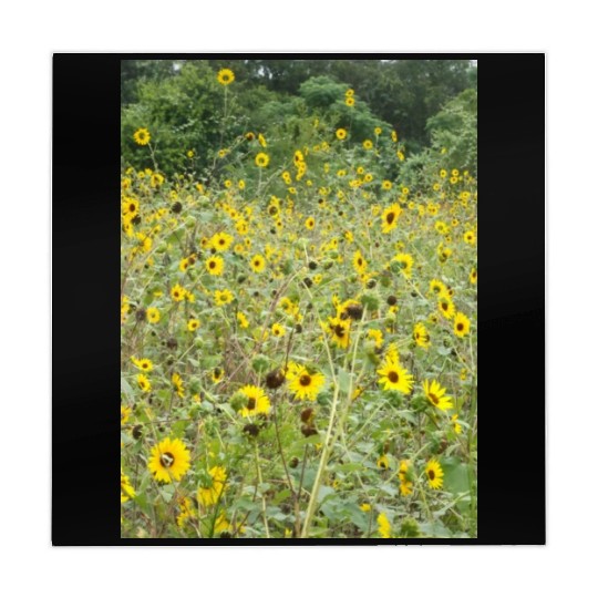 My Photography - Swamp Sunflowers in Texas Mahjong Mats
